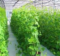 تصویر 1 از قیمت خیار سبز گلخانه ای + خرید